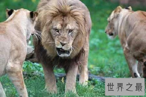 【图】消失的王者——巴巴里狮，它们的遭逢竟如此悲