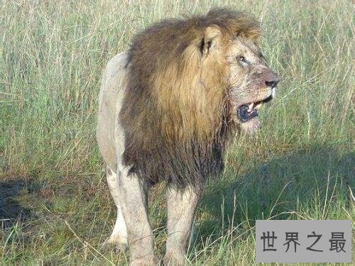 【图】消失的王者——巴巴里狮，它们的遭逢竟如此悲