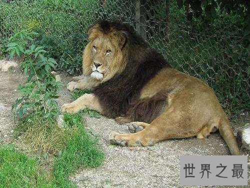 【图】消失的王者——巴巴里狮，它们的遭逢竟如此悲