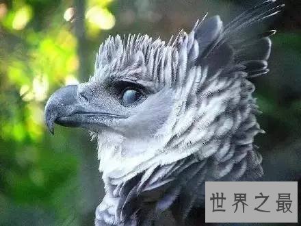 【图】最帅侧颜与最大体型并存的鹰——角雕