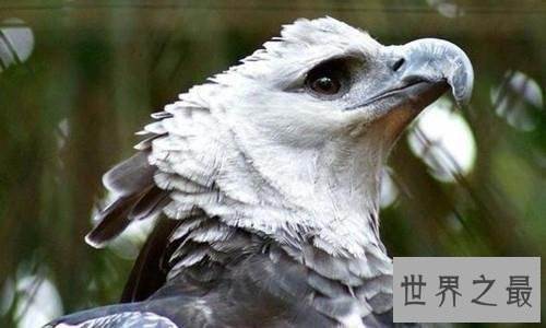 【图】最帅侧颜与最大体型并存的鹰——角雕