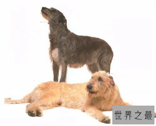 【图】最高大的巨犬——爱尔兰猎狼犬