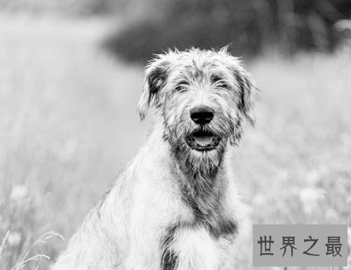 【图】最高大的巨犬——爱尔兰猎狼犬