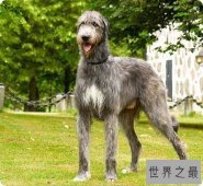 【图】最高大的巨犬——爱尔兰猎狼犬