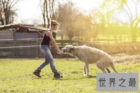 【图】最高大的巨犬——爱尔兰猎狼犬