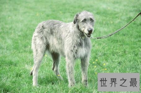 【图】最高大的巨犬——爱尔兰猎狼犬