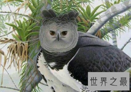 【图】最帅侧颜与最大体型并存的鹰——角雕