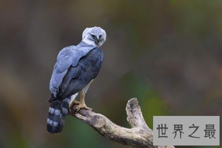 【图】最帅侧颜与最大体型并存的鹰——角雕