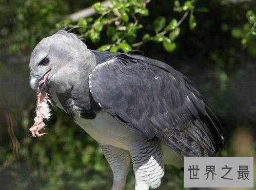 【图】最帅侧颜与最大体型并存的鹰——角雕