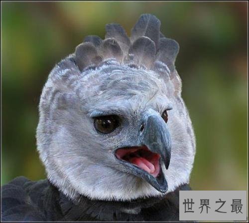 【图】最帅侧颜与最大体型并存的鹰——角雕