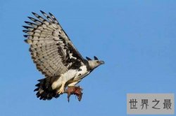 【图】最帅侧颜与最大体型并存的鹰——角雕