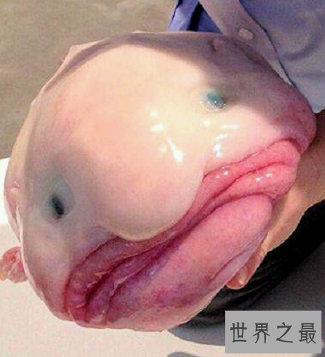 【图】世界上最丑的鱼——水滴鱼，最丑的它居然濒临