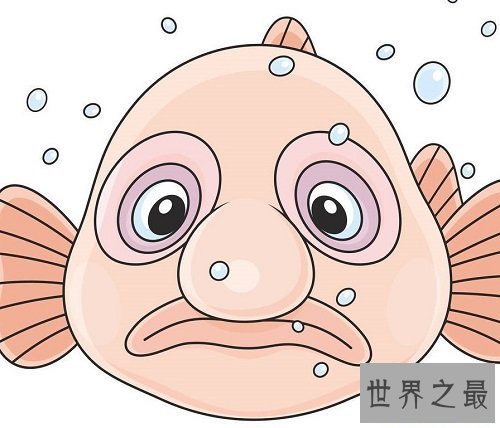 【图】世界上最丑的鱼——水滴鱼，最丑的它居然濒临