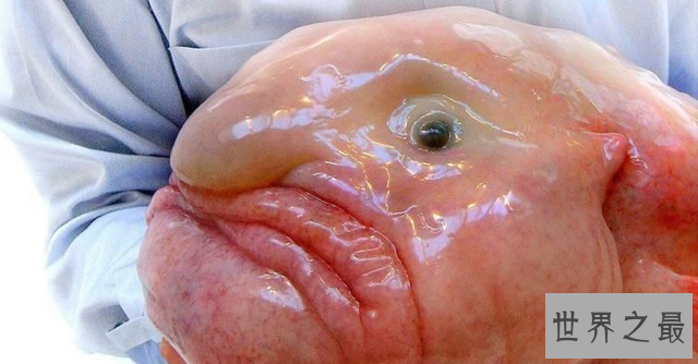 【图】世界上最丑的鱼——水滴鱼，最丑的它居然濒临