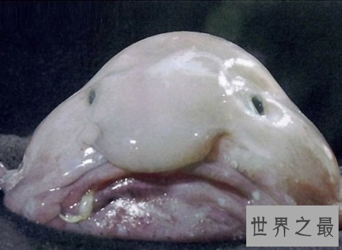 【图】世界上最丑的鱼——水滴鱼，最丑的它居然濒临