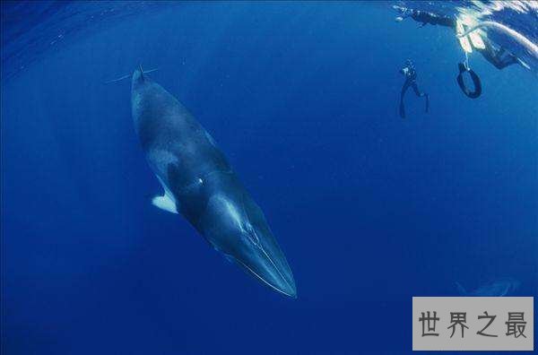 【图】世界上最大的哺乳动物，蓝鲸一次吃200万只虾