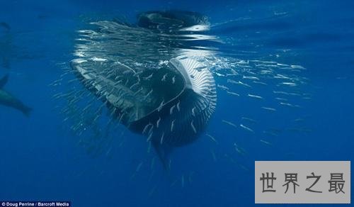 【图】世界上最大的哺乳动物，蓝鲸一次吃200万只虾