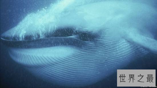 【图】世界上最大的哺乳动物，蓝鲸一次吃200万只虾