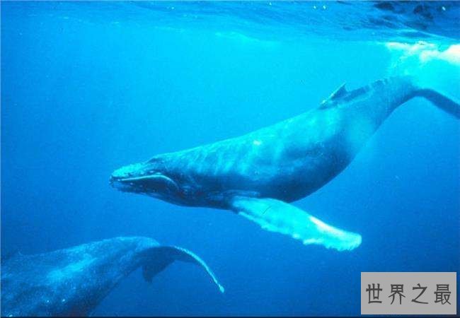 【图】世界上最大的哺乳动物，蓝鲸一次吃200万只虾