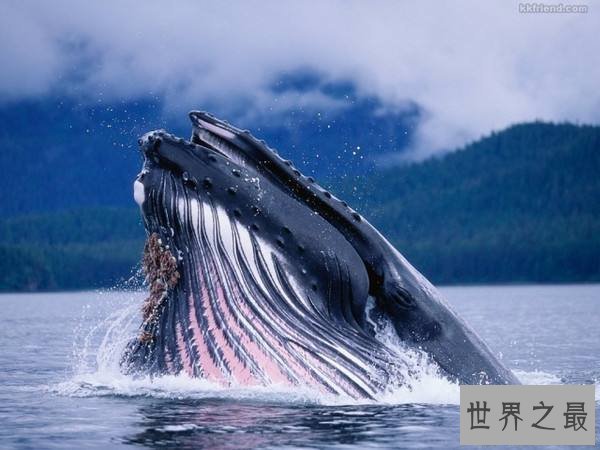 【图】世界上最大的哺乳动物，蓝鲸一次吃200万只虾