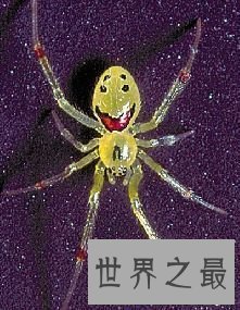 【图】蜘蛛界的最萌之神——夏威夷群岛中稀有的“笑