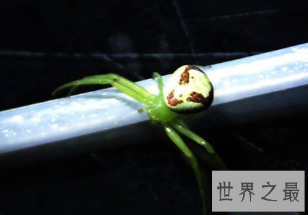 【图】蜘蛛界的最萌之神——夏威夷群岛中稀有的“笑