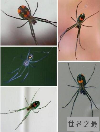 【图】蜘蛛界的最萌之神——夏威夷群岛中稀有的“笑