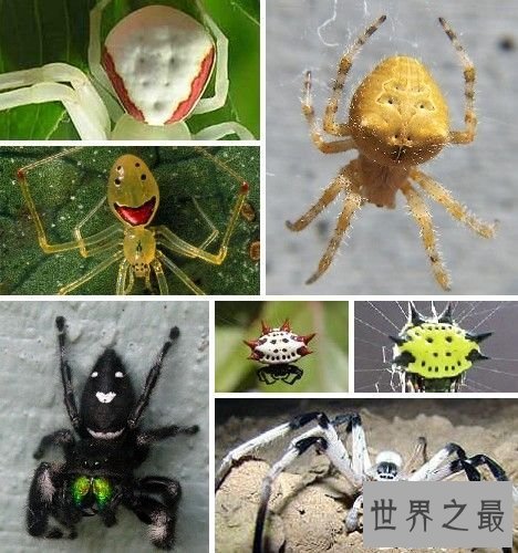 【图】蜘蛛界的最萌之神——夏威夷群岛中稀有的“笑