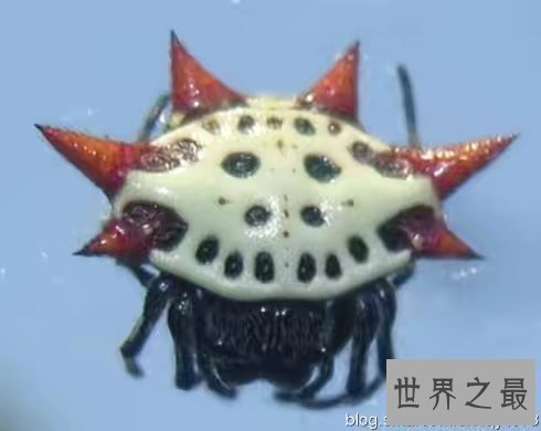 【图】蜘蛛界的最萌之神——夏威夷群岛中稀有的“笑