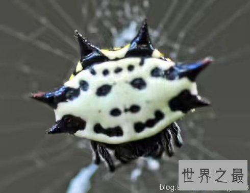 【图】蜘蛛界的最萌之神——夏威夷群岛中稀有的“笑