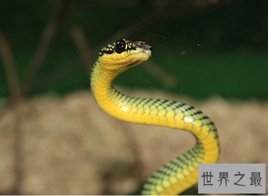 【图】最无聊的蛇类——自食其尾的环箍蛇