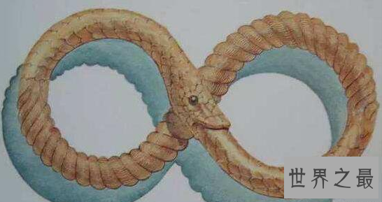 【图】最无聊的蛇类——自食其尾的环箍蛇