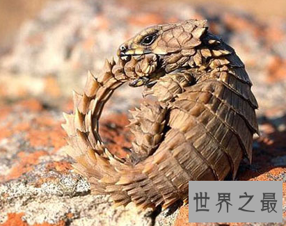 【图】最无聊的蛇类——自食其尾的环箍蛇