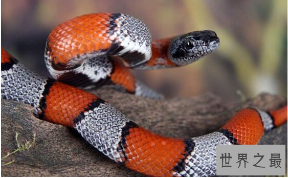 【图】最无聊的蛇类——自食其尾的环箍蛇