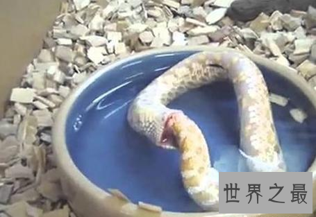 【图】最无聊的蛇类——自食其尾的环箍蛇