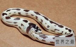 【图】最无聊的蛇类——自食其尾的环箍蛇