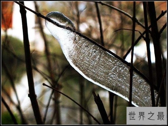 【图】哪种动物的蛰伏模式最奇葩？9种蛰伏的动物