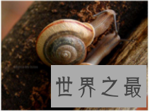 【图】哪种动物的蛰伏模式最奇葩？9种蛰伏的动物