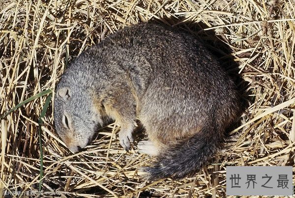 【图】哪种动物的蛰伏模式最奇葩？9种蛰伏的动物