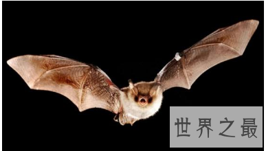 【图】哪种动物的蛰伏模式最奇葩？9种蛰伏的动物