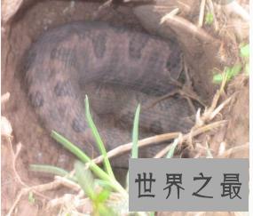 【图】哪种动物的蛰伏模式最奇葩？9种蛰伏的动物