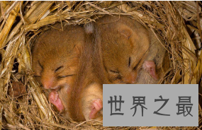 【图】哪种动物的蛰伏模式最奇葩？9种蛰伏的动物