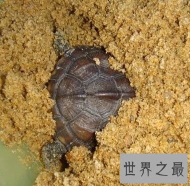 【图】哪种动物的蛰伏模式最奇葩？9种蛰伏的动物