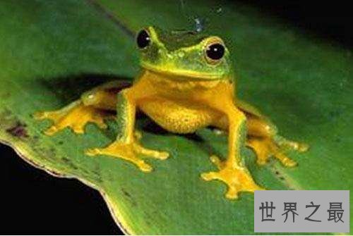 【图】哪种动物的蛰伏模式最奇葩？9种蛰伏的动物