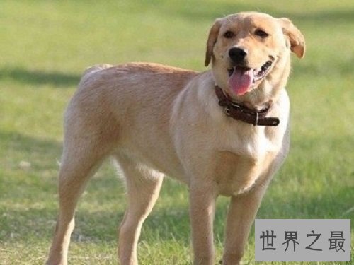 【图】世界上最忠实的狗狗，爱狗人士看了肯定会眼前