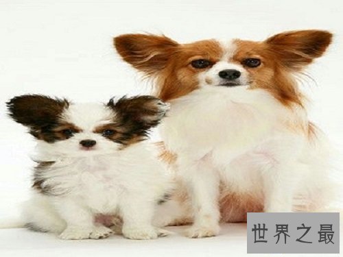 【图】世界上最忠实的狗狗，爱狗人士看了肯定会眼前