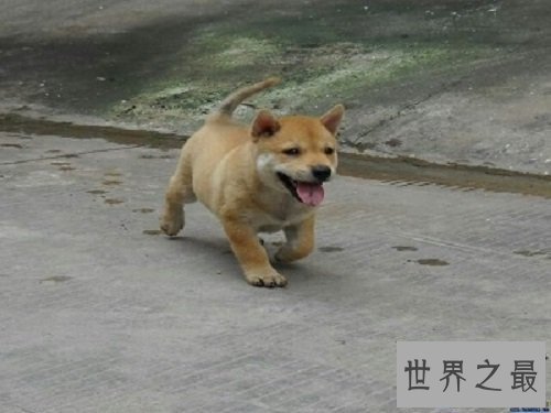 【图】世界上最忠实的狗狗，爱狗人士看了肯定会眼前