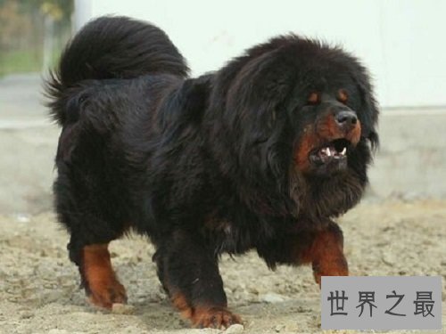 【图】世界上最忠实的狗狗，爱狗人士看了肯定会眼前