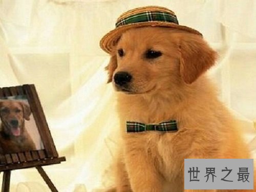 【图】世界上最忠实的狗狗，爱狗人士看了肯定会眼前