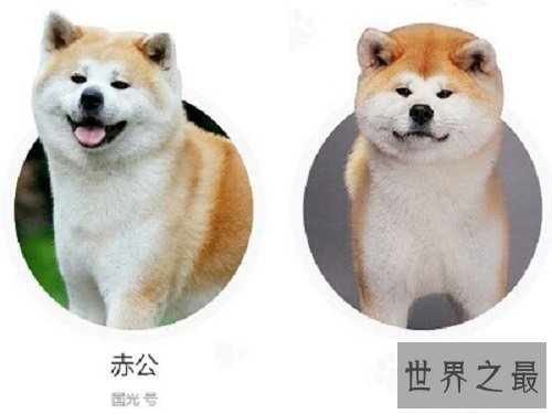 【图】世界上最忠实的狗狗，爱狗人士看了肯定会眼前